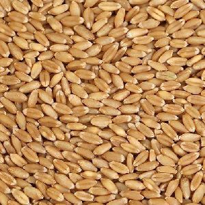 Sharbati Wheat Grain