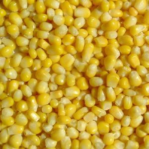 frozen corn cob