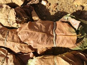 Dried Tendu Leaves