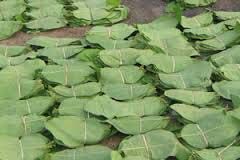 Organic Tendu Leaves