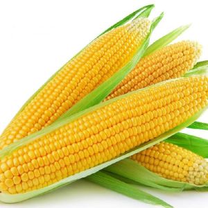 Fresh Yellow Corn