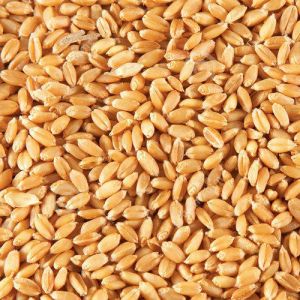 wheat seeds,  Purity : 100%