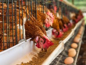 Nano.Bio Poultry Services