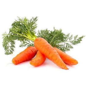 Fresh Carrot