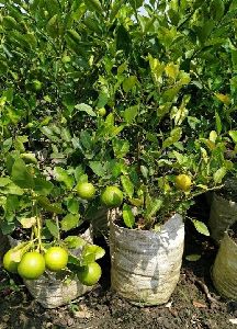 Kolkata pati lemon plant