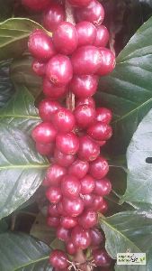 Arabica Cherry With Skin Coffee Beans