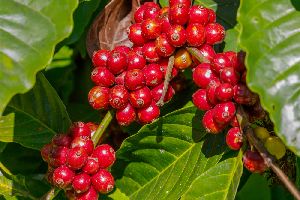 Robusta Cherry With Skin Coffee Beans
