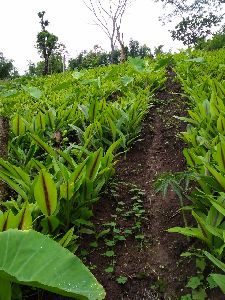 Turmeric Plant