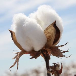raw cotton