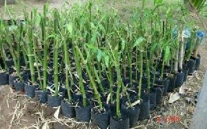 Tulda Bamboo Plants