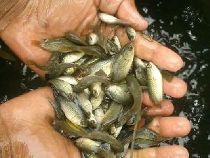 All curp fish seeds