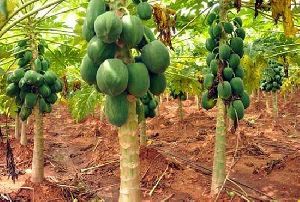786 Red Lady Papaya plant and Seeds -Fruit and Forestry