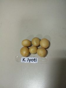 Potato Tissue Cultured Plants