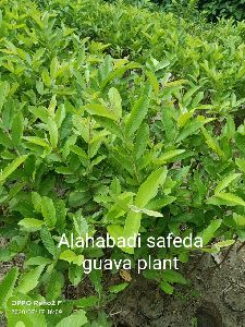 Alahabadi Safeda Guava Plant