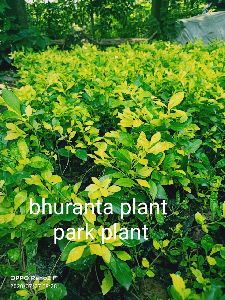 Bhuranta Plant
