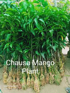 Chausa Mango Plant