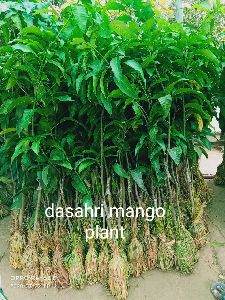 Dasahri Mango Plant