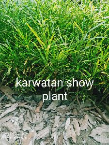 Karwatan Show Plant
