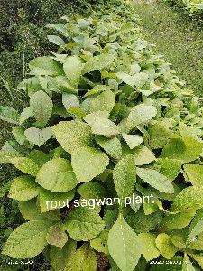 Root Sagwan Plant