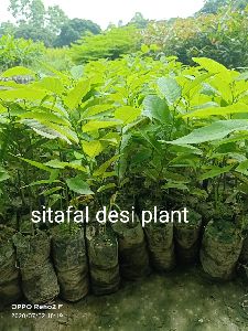 Sitafal Desi Plant