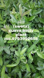 sweta guava plant