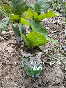 Teesu Culture Sagwan Plant