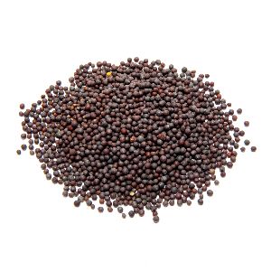 Mustard Seeds (Rai / Sarson)