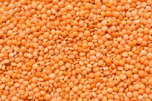Red lentils (Masoor Dal)