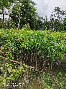 grafted full sunlight mango saplings