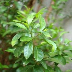 Mehandi Plant
