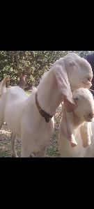 Kamori goats