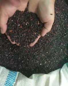 Black Rice - Chakhao Poireiton