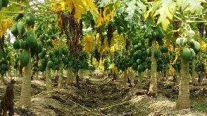 papaya contact farming