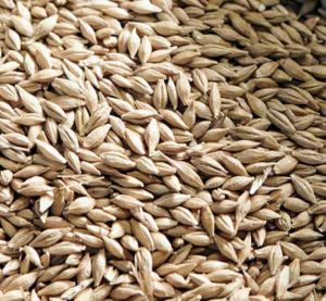 Barly Grains