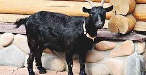 Live Bengal Goats