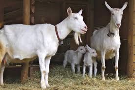 Live Saanen Goats