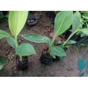 Banana Tissue Culture Plants