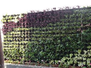 Plant Option Oxy Green wall/Indoor Outdoor Vertical Gardening Green Wall
