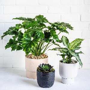 Potted Plants