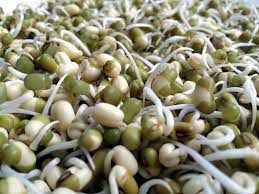 Sprout Seeds