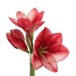 Amaryllis Flower