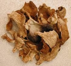 dry oyster mushroom