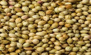 coriander seeds