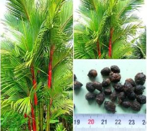 Red areca/ lipistic palm seed