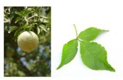 Dried Bael Fruit, Packaging Size : 5kg