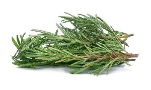 rosemary essential oil