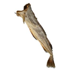 Stock Fish Headdock (Whole) Large 2.2 - 2.5 lbs