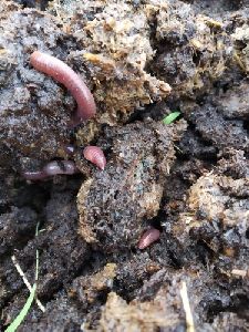 Red Worm Composting Earthworms