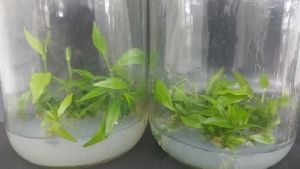 Agarwood Tissue Culture Plants