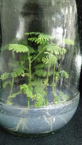 Ceylon Rosewood Tissue Culture Plants